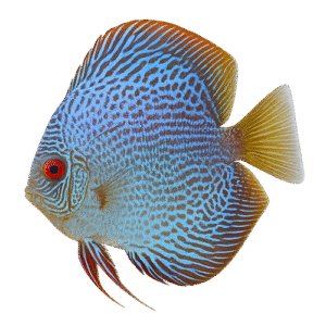 Pez Disco Blue Snakeskin Discus