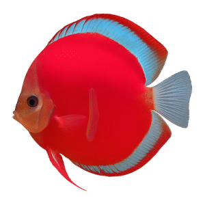 Pez Disco Red Cover Blue Rim