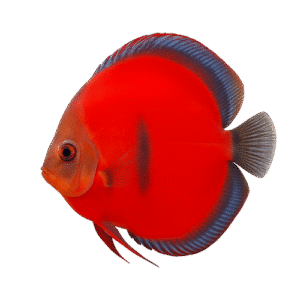Pez disco Ica Red Heckel Discus