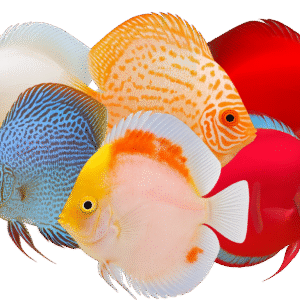 lote de peces disco aleatorios