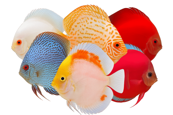 lote de peces disco aleatorios