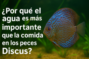 Peces Discus y la Importancia del Agua